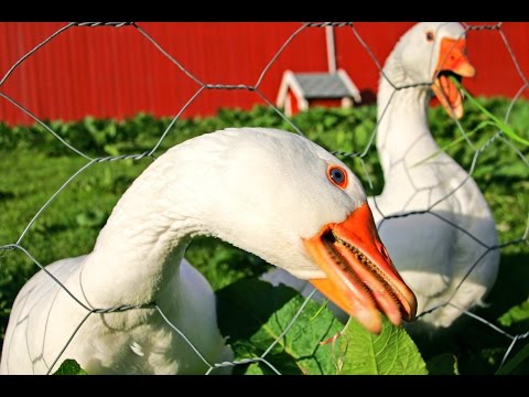 Megérkezett a tollfelvásárló!