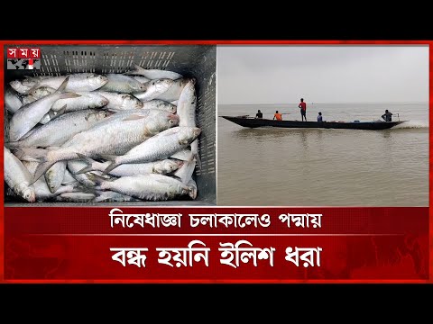 রাজবাড়ীতে প্রকাশ্যেই বিক্রি হচ্ছে নিষিদ্ধ সময়ের ইলিশ