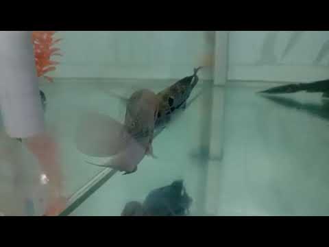 niatnya mau digabungin dua bocil ikan louhan ini malah berantem pula... ngenes....