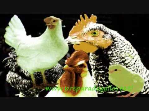 8avos sago watios vs soid www preparadogallos es tl