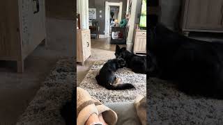 Video preview image #1 German Shepherd Dog-Unknown Mix Puppy For Sale in Westmont, IL, USA