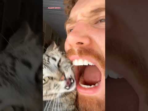 cat reaction 😁😁 Symphony (I just wanna be part of your symphony) #alqaismusic #symphony #cleanbandit