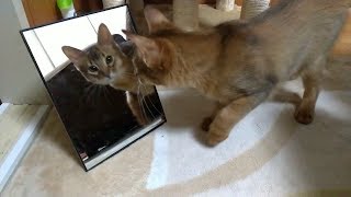 自分の顔より股間が気になる猫