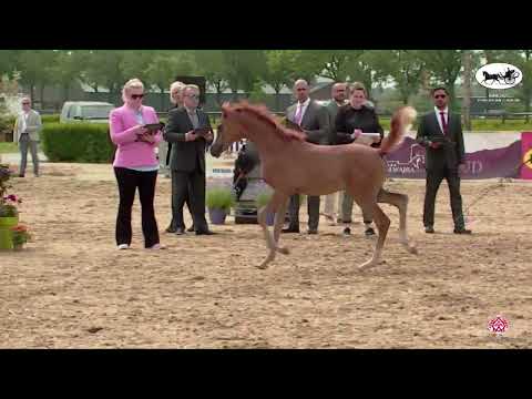 N 41 NADOR BS   AH Weekend 2022   European C Show and SE Cup   Colt Foals Championship Class 9