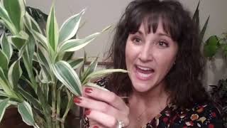 Plant Find Fail | November 2019