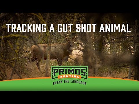 Tracking a Gut Shot Animal