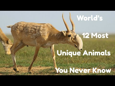 World’s 12 Most Unique Animals You Never Know Video