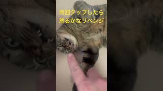 何回タップしたら怒るかなリベンジ　　#cat #ねこのいる暮らし #ねこのいる生活 #ねこ動画 #ねこ