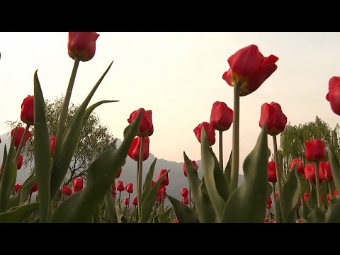 Asiens größter Tulpenpark verwelkt unter warmem Frühling und Trockenheit