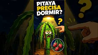 ISSO FAZ PRODUZIR MAIS PITAYA
