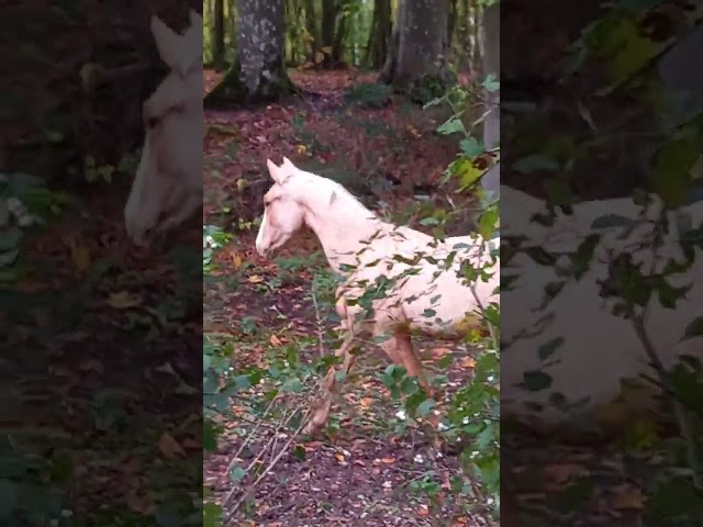 Puledro Palomino (Race) In vendita 2024 Palomino ,  Miracle du Moulin Pre