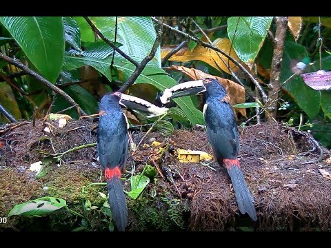 Collared Aracaris And A Variety Of Other Species Share Some Fruit - Oct 29, 2019