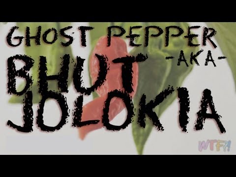 download lagu mp3 mp4 Bhut Jolokia Salsa Recipe, download lagu Bhut Jolokia Salsa Recipe gratis, unduh video klip Bhut Jolokia Salsa Recipe