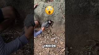 You won't believe what is hiding in this rock 😳#shorts#viral