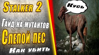 Гайд на Слепого пса в Сталкер 2 #gaming #игра #сталкер #gameplay #игры #сталкер2 #моды