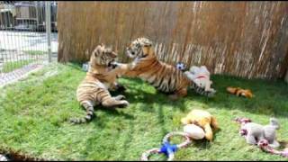 preview picture of video 'Tiger OASIS Baloo a Becky - Tigeroase Kostolná'