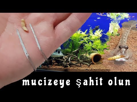 witness the miracle, aquarium fishing