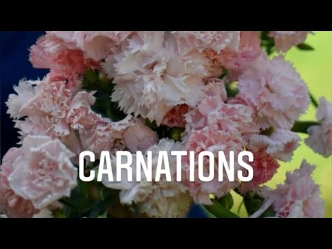Grow A Long Carnations ‘Dianthus caryophyllus’