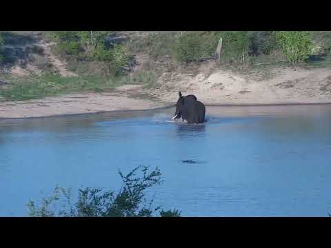 Djuma: Elephant bull has a sip and dip in the dam as Hippo watches it - 16:59 - 10/24/2023