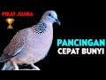 Suara Burung Tekukur Gacor Cocok Untuk Pancingan Agar Bunyi
