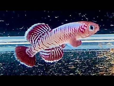 Oryzias latipesについて詳しく解説