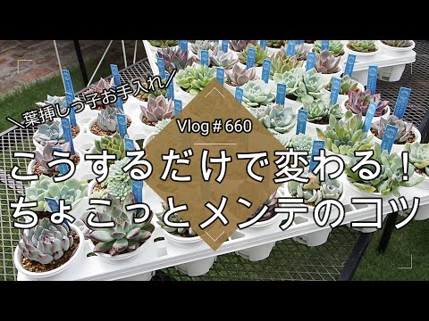 春の多肉植物の世話はどうすればいいですか？健康な植物へのガイド!  庭園