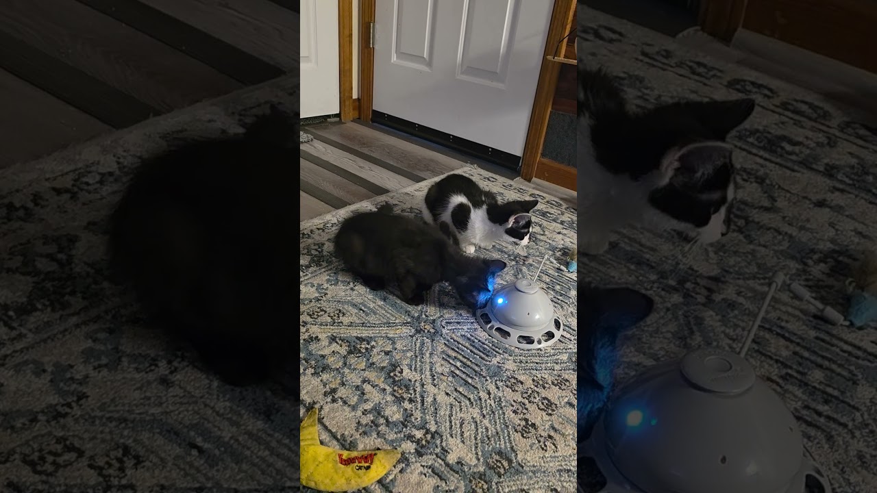 Enlarge Ragu, a Adoptable Domestic Medium Hair in Jamesville, NY video 5/5