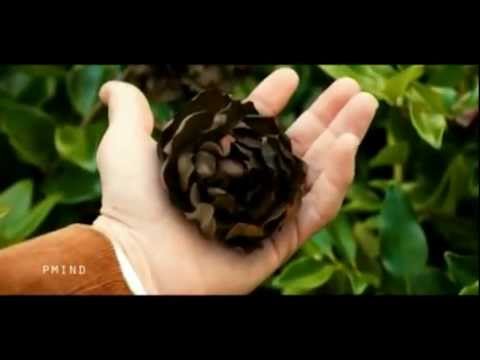 The Lovely Bones - Song to the Siren