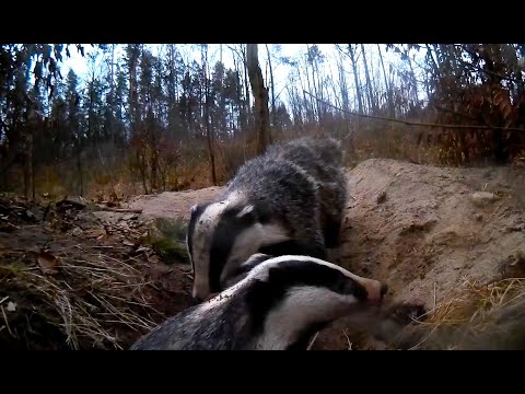 Przyrodyjka   Borsuki, zabawa z tatą.