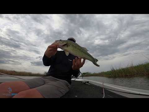 ルイジアナ州ドゥラージでのトップウォーターフロッグによるバス釣り