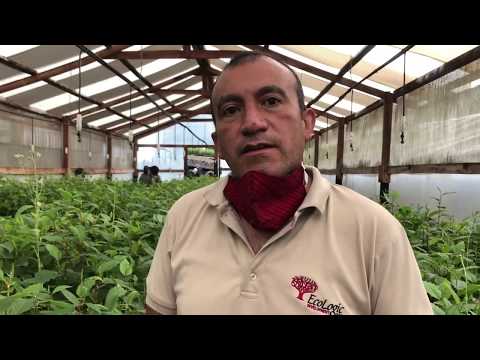 Community-led Reforestation in Totonicapan Forest