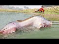 Best Fishing Video 2023 Popular fish Trapping System in Beautiful Village River with Fish Hook Trap