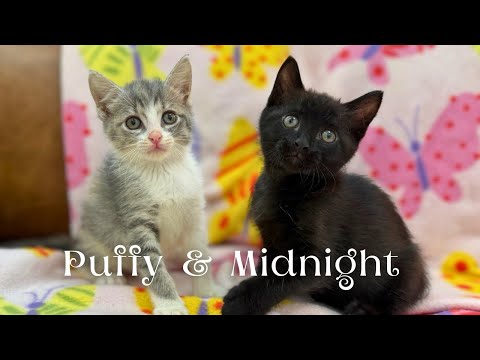 Cat for adoption - Puffy Arcangel, a Domestic Short Hair Mix in Toronto, ON | Petfinder