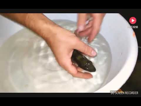 How many baby fish hide in his mother mouth (Watch it before you die)