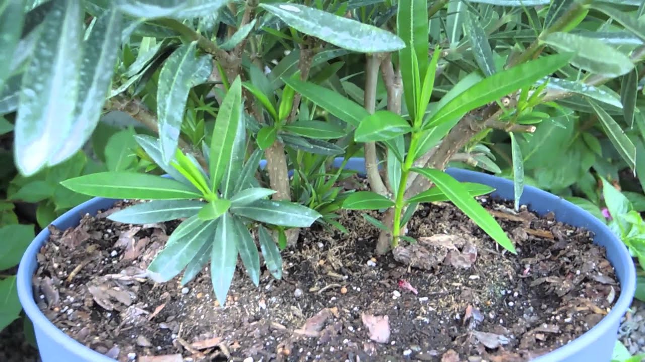 Oleander (Nerium oleander) - YouTube