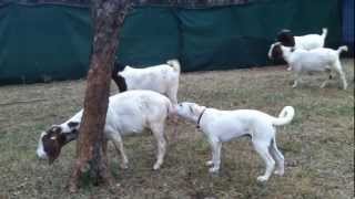 preview picture of video 'Anatolian Shephard Mufasa Help to clean ewe after she lost 2 lambs.'