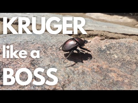 TOP TIPS to get the most out of your Kruger National Park visit