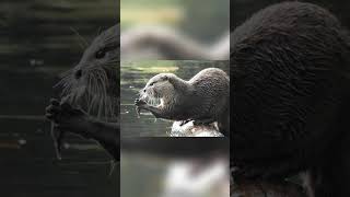 カワウソの秘密の世界 － 第1部 #動物好き #animals #特有種