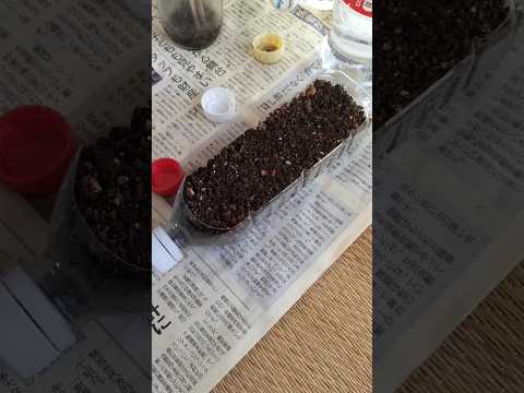 家を緑の植物で飾るという独創的なアイデア