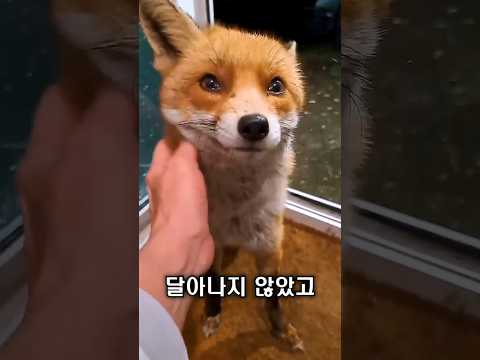 여우, 아저씨를 믿기 시작했습니다