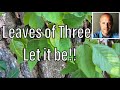 Leaves Of Three Let It Be Poison Ivy Identification