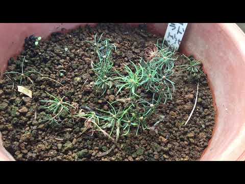 園芸 コロラドスプルース、ブルーモミ、ブルースプルース