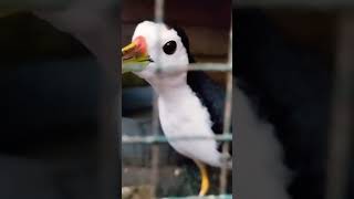 Download lagu suara master pikat ruak ruak # pikat ruak ruak mp3 Download lagu suara master pikat ruak ruak # pikat ruak ruak mp3