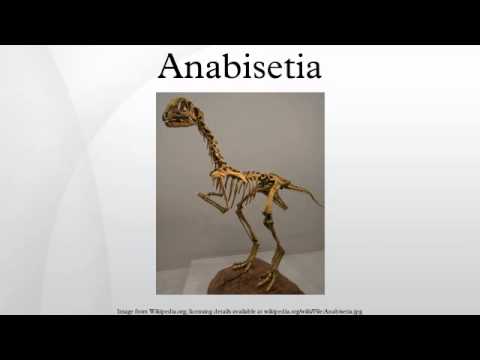 Anabisetia