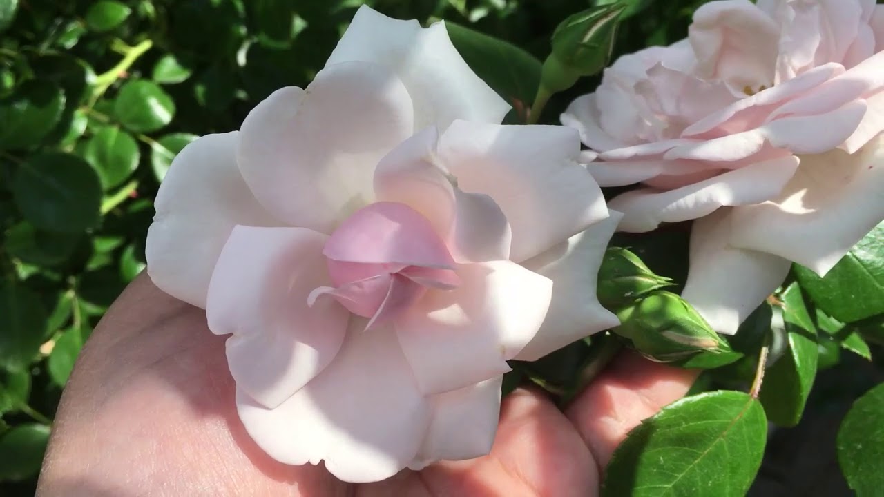 Цветение роз в моем садике! Роза Пенни Лейн. Райский уголок.