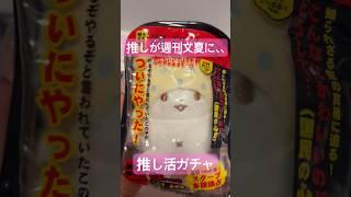 【サンリオ】推しが週刊文夏に！？推し活ガチャ！ #サンリオグッズ #ガチャガチャ #推しをお探しですか #サンリオ #sanrio #オタク #サンリオ購入品紹介 #推し活グッズ  #推し活