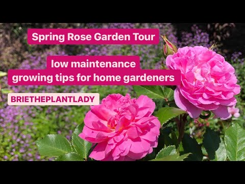 Spring Rose Garden Tour