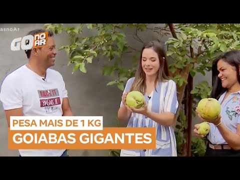 Frutos gigantes em goiabeira de Formosa (GO) surpreende moradores