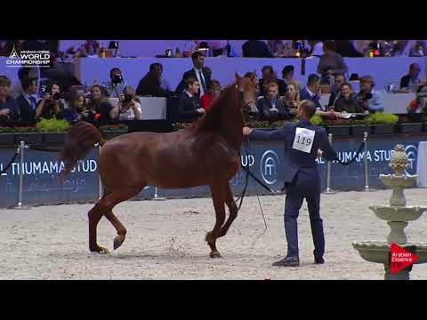 N.119 RHR HEIR OF MARWAN - Paris 2017 - Senior Stallions (Class CM6B)