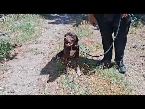 Vídeo de LADY